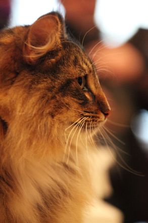 Norwegische Waldkatze