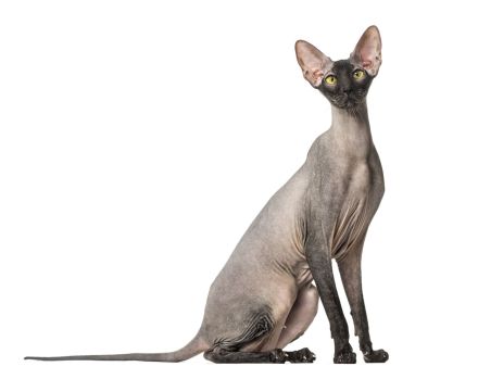 Peterbald