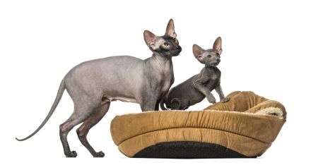 Peterbald