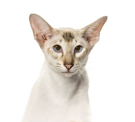 Peterbald