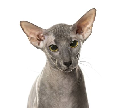 Peterbald