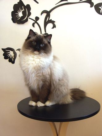 Ragdoll