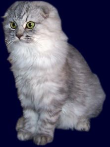 Scottish Fold Longhair