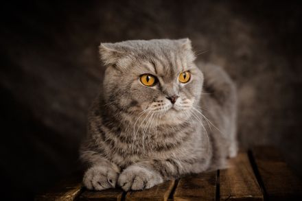 Scottish Fold Longhair