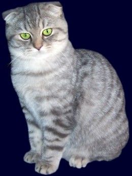Scottish Fold Shorthair