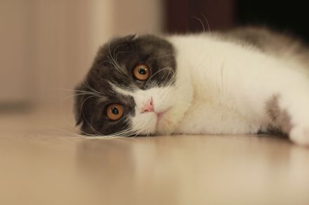 Scottish Fold Shorthair