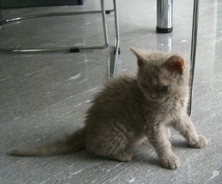 Selkirk Rex Longhair