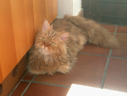 Selkirk Rex Longhair