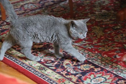 Selkirk Rex Shorthair