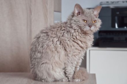 Selkirk Rex Shorthair
