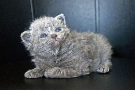 Selkirk Rex Shorthair