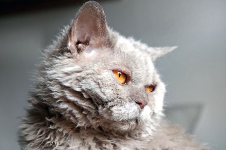 Selkirk Rex Shorthair