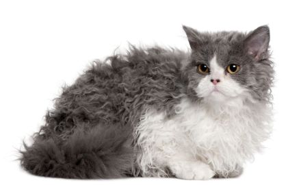Selkirk Rex Shorthair