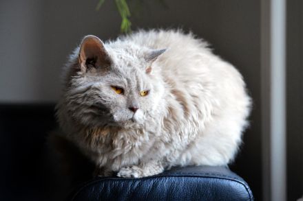 Selkirk Rex Shorthair
