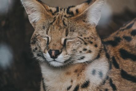 Serval