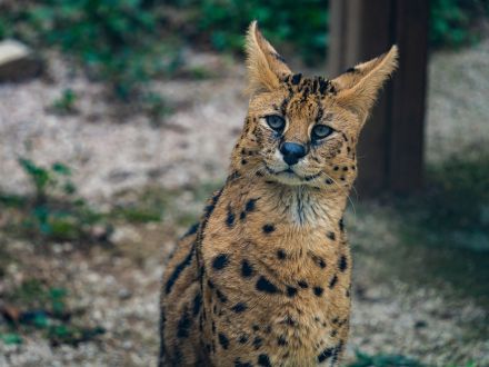 Serval
