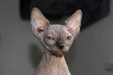 Sphynx