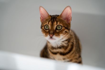 Toyger