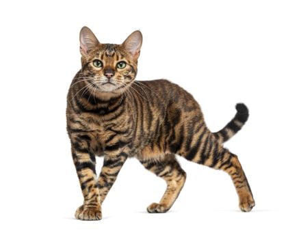 Toyger