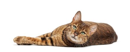 Toyger