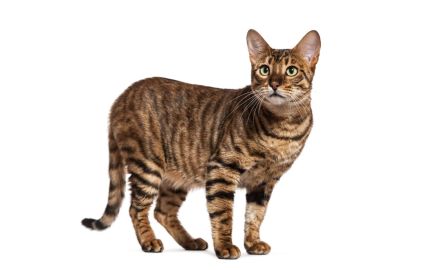 Toyger