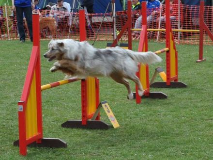 Agility - wie der Hundesport dem Hund auch schaden kann