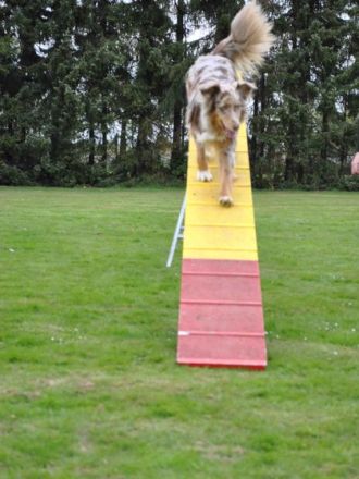 Agility - wie der Hundesport dem Hund auch schaden kann