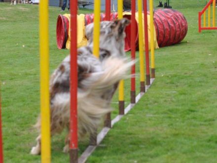 Agility - wie der Hundesport dem Hund auch schaden kann