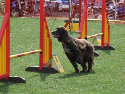 Agility - wie der Hundesport dem Hund auch schaden kann
