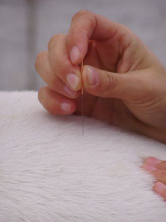 Akupunktur bei Tieren - Hunde und Katzen mit kleinen Nadeln heilen