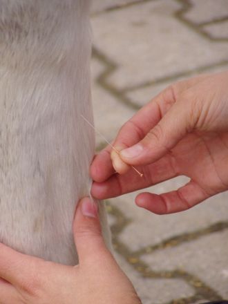 Akupunktur bei Tieren - Hunde und Katzen mit kleinen Nadeln heilen