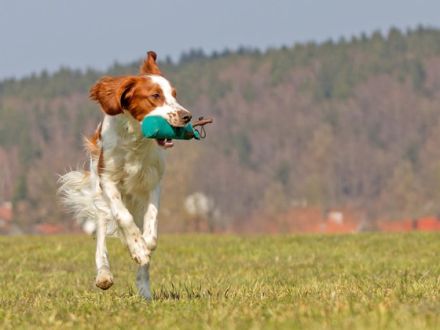 Apportieren mit Spaß: Dummytraining