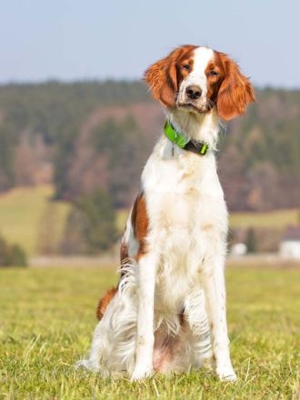 Apportieren mit Spaß: Dummytraining