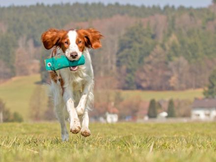 Apportieren mit Spaß: Dummytraining