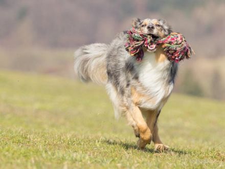 Apportieren mit Spaß: Dummytraining