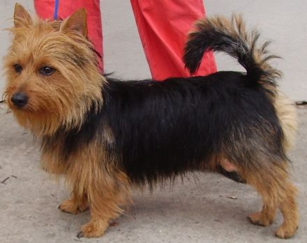 Australian und Australian Silky Terrier: Kleine Hunde mit großem Charakter