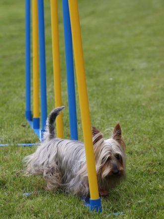 Australian und Australian Silky Terrier: Kleine Hunde mit großem Charakter