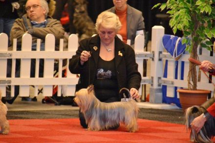 Australian und Australian Silky Terrier: Kleine Hunde mit großem Charakter