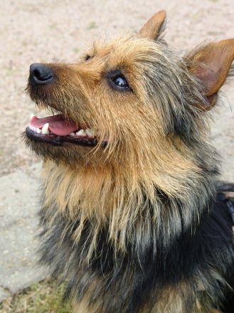 Australian und Australian Silky Terrier: Kleine Hunde mit großem Charakter