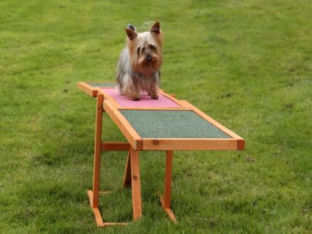 Australian und Australian Silky Terrier: Kleine Hunde mit großem Charakter