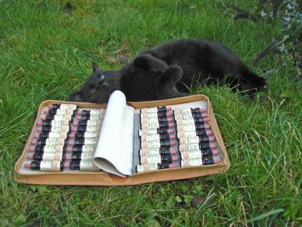 Bachblütentherapie für Hund, Katze & Co.