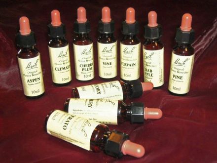 Bachblütentherapie für Hund, Katze & Co.