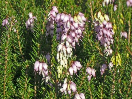 Bachblütentherapie für Hund, Katze & Co.