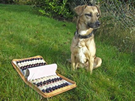 Bachblütentherapie für Hund, Katze & Co.