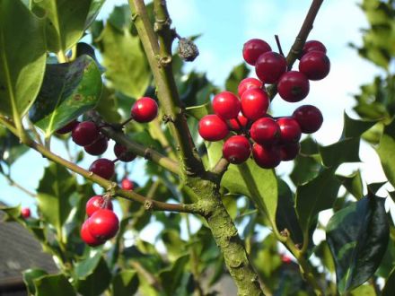 Bachblütentherapie für Hund, Katze & Co.