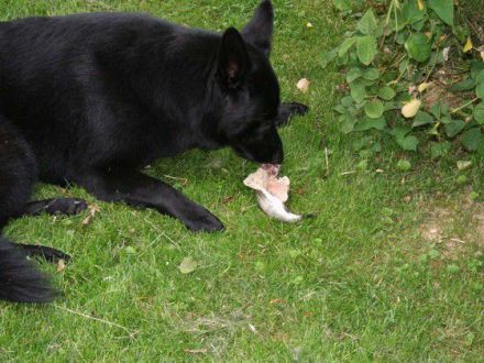 Barf - Tiergerechte Ernährung von Hunden