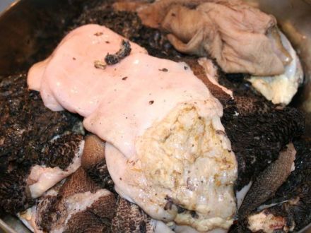 Barf - Tiergerechte Ernährung von Hunden