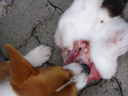 Barf - Tiergerechte Ernährung von Hunden