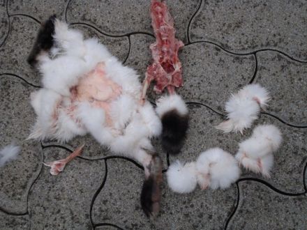 Barf - Tiergerechte Ernährung von Hunden