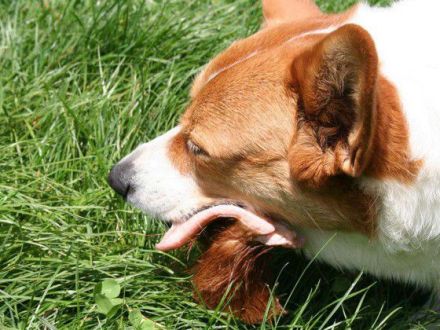 Barf - Tiergerechte Ernährung von Hunden